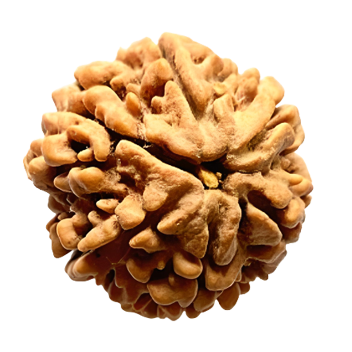 Rudraksha