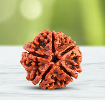 Rudraksha